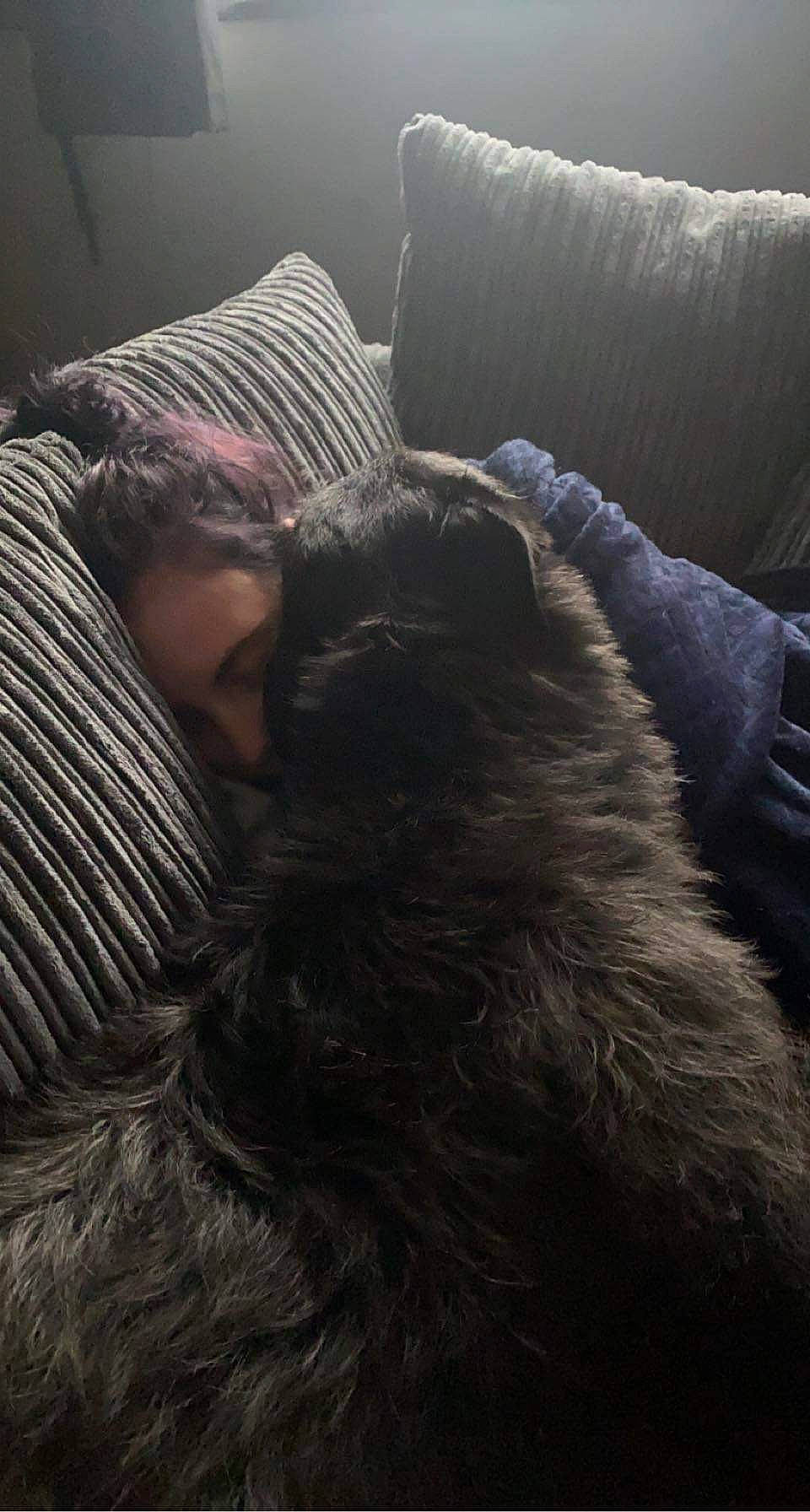 Tinkers joined the competition — help win amazing prizes! canidae, carnivore, cloud, comfort, companion_dog, couch, darkness, dog_breed, facial_hair, felidae, fur, grey, lamp, linens, nap, pillow, small_to_medium_sized_cats, sporting_group, tail, whiskers