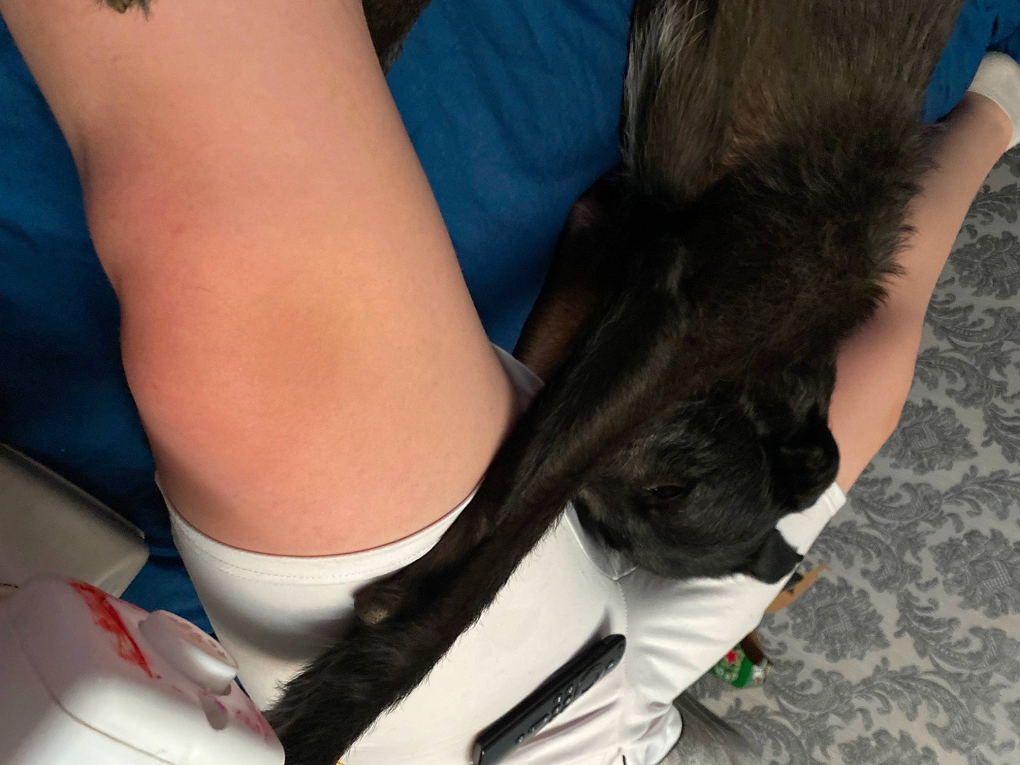 Tinkers is registered to the contest to win money with this photo: calf, carnivore, comfort, companion_dog, denim, elbow, electric_blue, fashion_accessory, finger, foot, gesture, human_leg, joint, knee, leg, long_hair, nail, thigh, toe, wrist