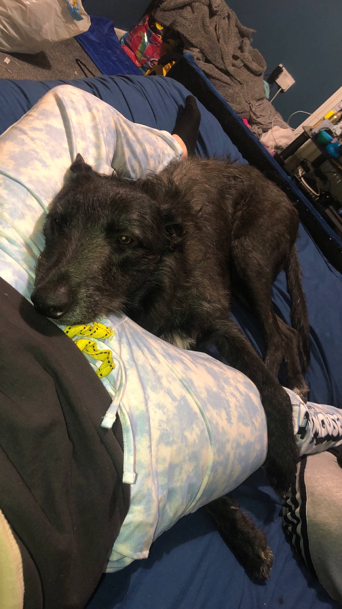 Tinkers joined the competition — help win amazing prizes! canidae, carnivore, claw, comfort, companion_dog, dog, dog_breed, felidae, fur, guard_dog, human_leg, nap, non_sporting_group, small_to_medium_sized_cats, sporting_group, toy_dog, working_animal