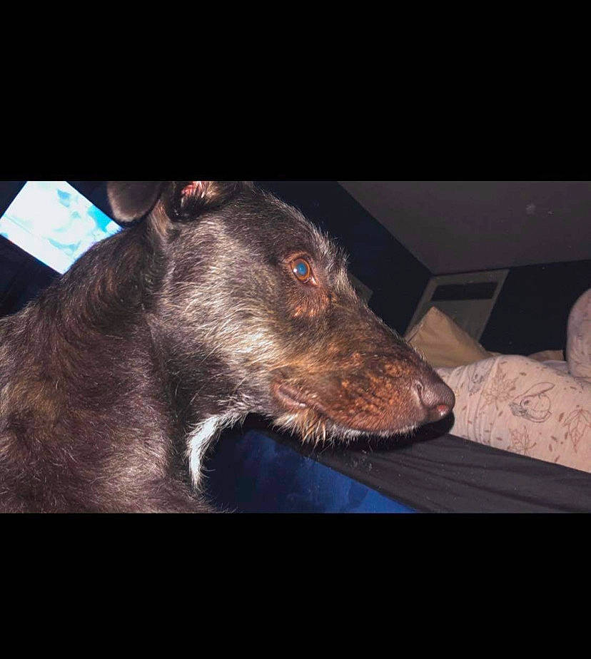 Tinkers is registered to the contest to win money with this photo: canidae, carnivore, comfort, companion_dog, darkness, dog, dog_breed, dog_collar, electric_blue, fur, gadget, metal, night, sporting_group, square, terrestrial_animal, whiskers, working_animal