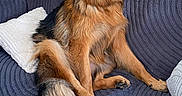 Ayron participe au concours pour gagner de l'argent avec cette photo : animal, black, blanket, brown, canine, couch, dog, door, ears, fur, furniture, german_shepherd, houseplant, indoor, paw, pet, portrait, relaxed, snout, tail