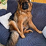 animal, black, blanket, brown, canine, couch, dog, door, ears, fur, furniture, german_shepherd, houseplant, indoor, paw, pet, portrait, relaxed, snout, tail