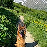 Ayron a rejoint le concours — aidez-le/la à gagner de superbes lots ! animal, canine, dog, flowers, german_shepherd, greenery, landscape, mountain, nature, outdoor, path, pet, scenic, sitting, snow_capped_mountains, summer, sunny, trail, wildlife, yellow_flowers