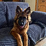 Ayron a rejoint le concours — aidez-le/la à gagner de superbes lots ! animal, blue_cover, couch, cute, dog, door, ears, floor, fur, german_shepherd, home, indoor, pet, pet_portrait, puppy, relaxed, sofa, tile_floor, tongue, wooden_cabinet