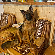 Ayron participe au concours pour gagner de l'argent avec cette photo : armchair, black, blanket, brown, canine, cozy, curious, dog, domestic, furniture, german_shepherd, home_interior, household_items, indoor, kitchen_counter, pet, relaxed, sitting, tile_floor, wooden_furniture