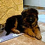 puppy, dog, german_shepherd, animal, pet, indoor, floor, tile, stone_wall, water_bowl, cute, fur, young, laying_down, resting, paw, brown, black, house, domestic