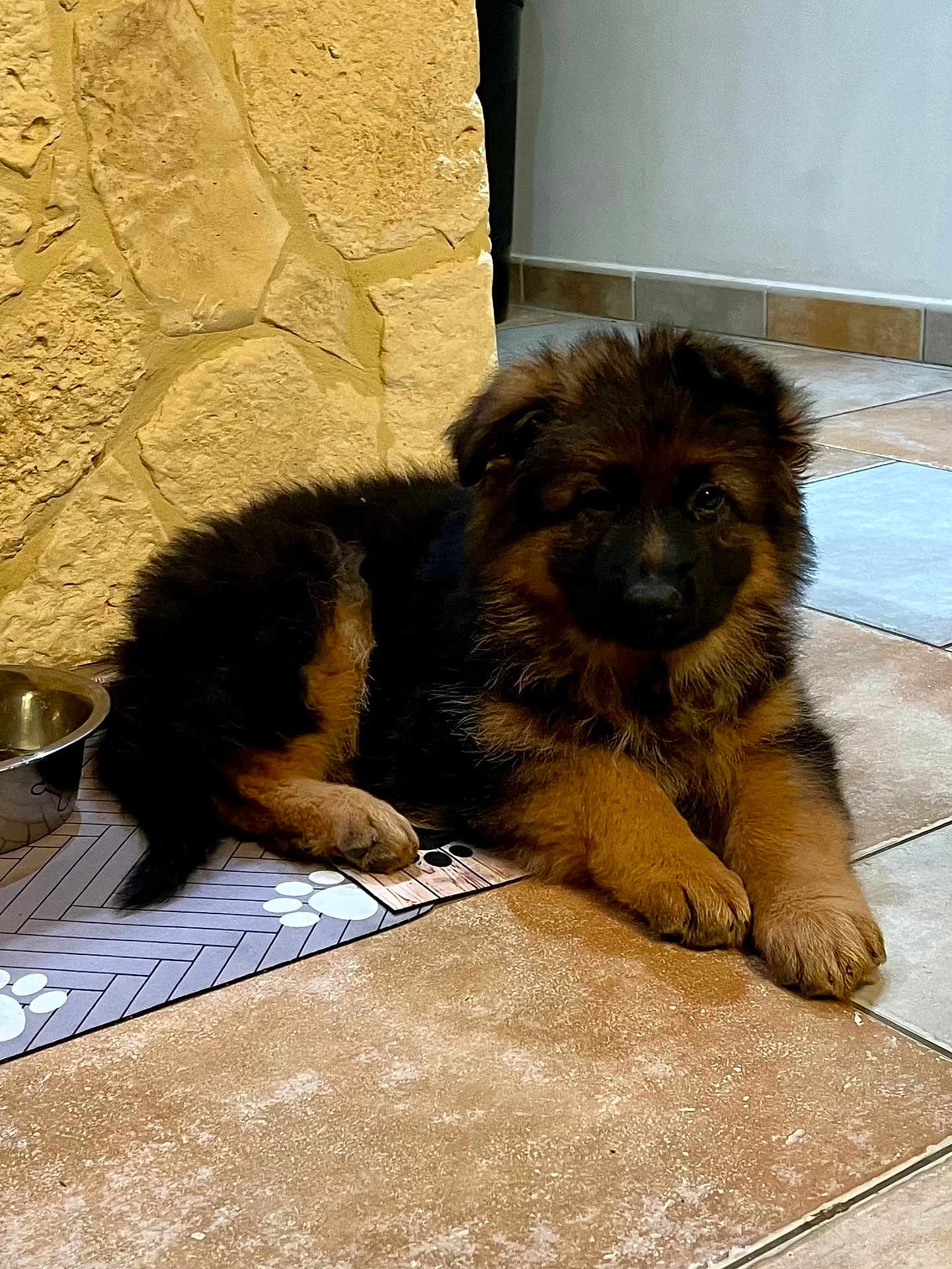 Ayron participe au concours pour gagner de l'argent avec cette photo : puppy, dog, german_shepherd, animal, pet, indoor, floor, tile, stone_wall, water_bowl, cute, fur, young, laying_down, resting, paw, brown, black, house, domestic