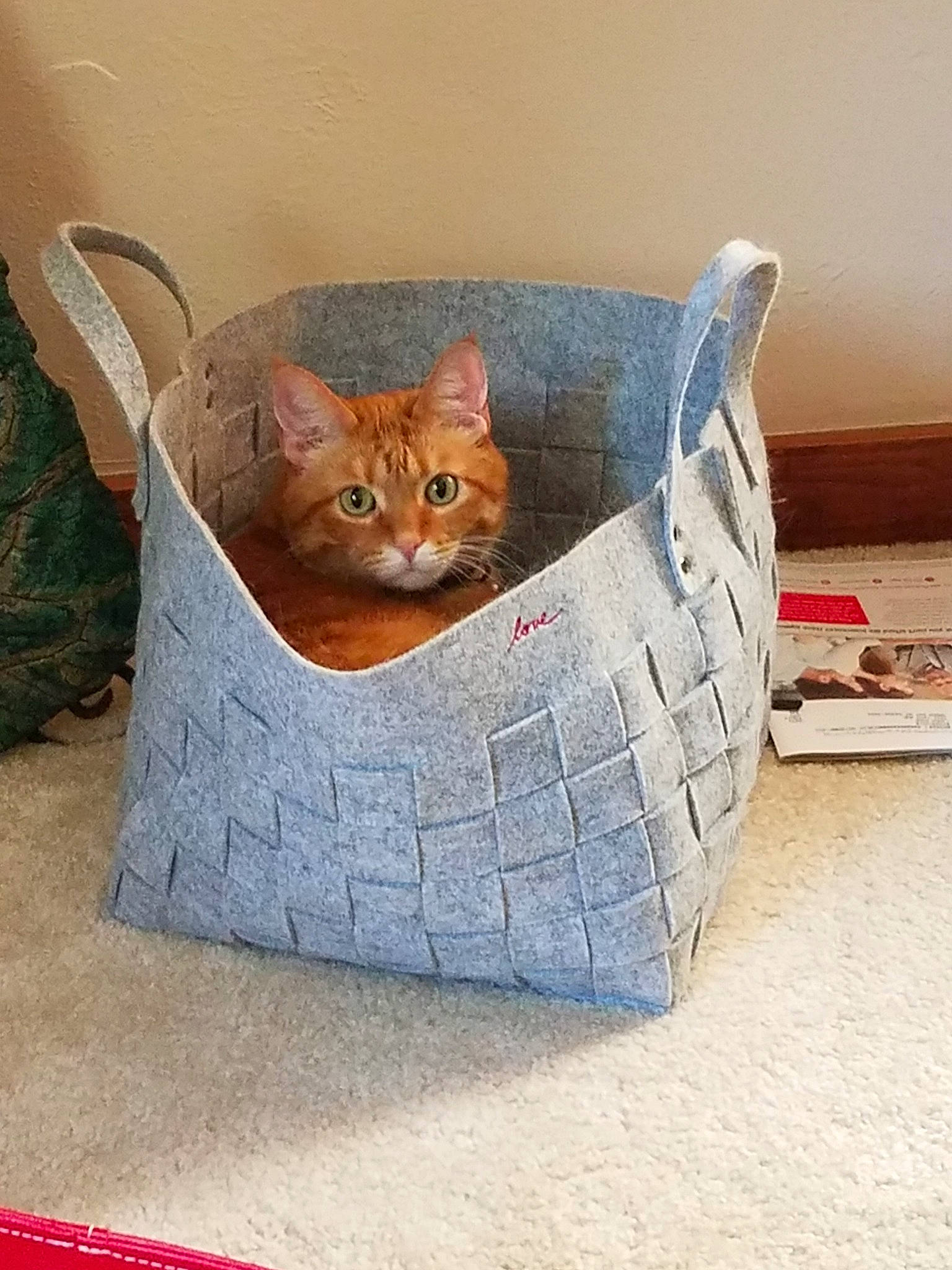 Karl is registered to the contest to win money with this photo: asian, bengal, carnivore, cat, cat_bed, domestic_short_haired_cat, european_shorthair, fawn, felidae, kitten, small_to_medium_sized_cats, tabby_cat, whiskers