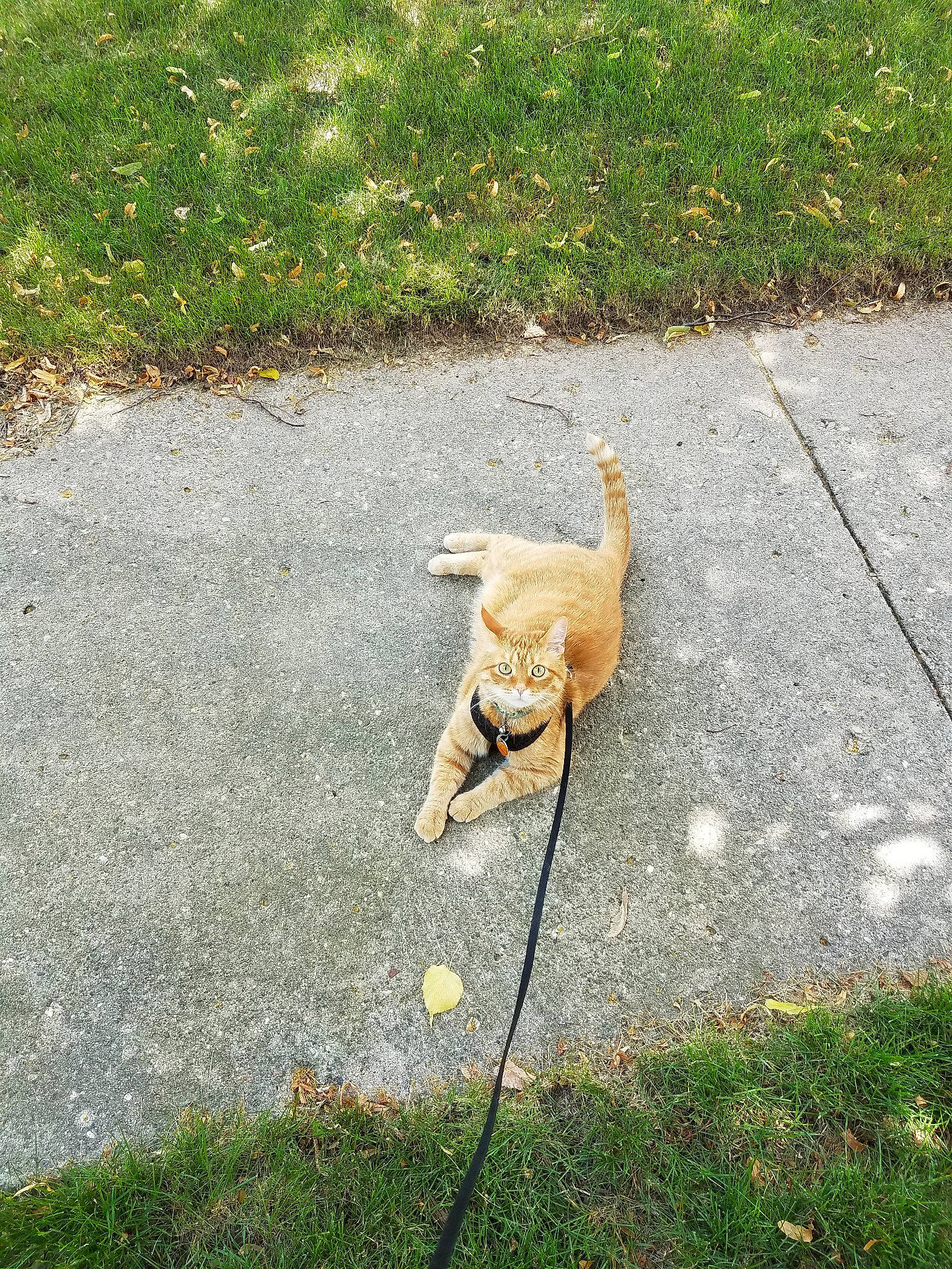 Karl is registered to the contest to win money with this photo: asphalt, canidae, carnivore, companion_dog, dog, dog_breed, dog_walking, fawn, grass, grass_family, lawn, leash, plant, road_surface, sidewalk, sporting_group, tail