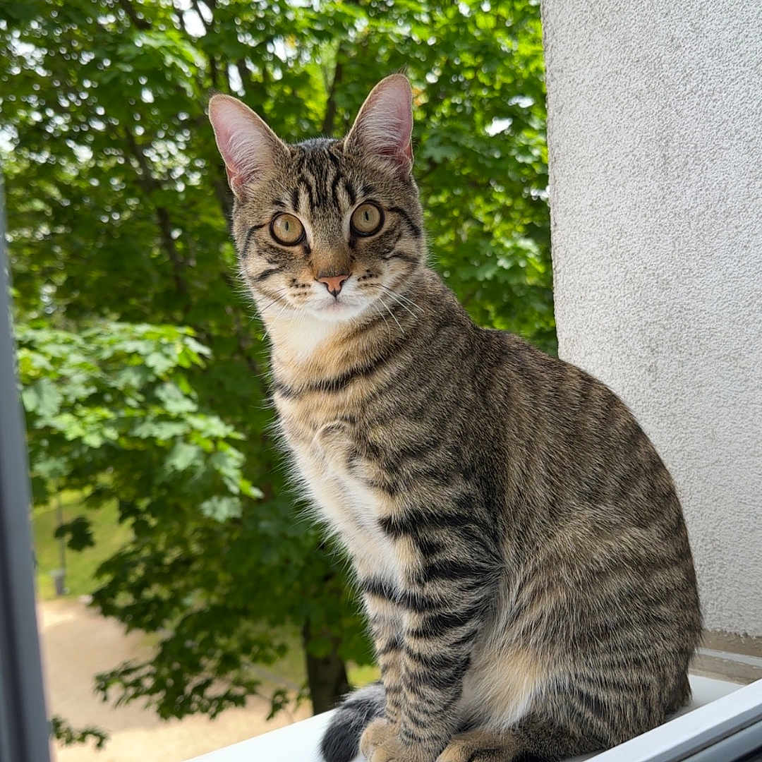Tigrou participe au concours pour gagner de l'argent avec cette photo : abyssinian, animal, cat, egyptiancat, grass, grove, herbal, herbs, kitten, land, manx, nature, outdoors, pet, plant, tree, vegetation, window, windowsill, woodland