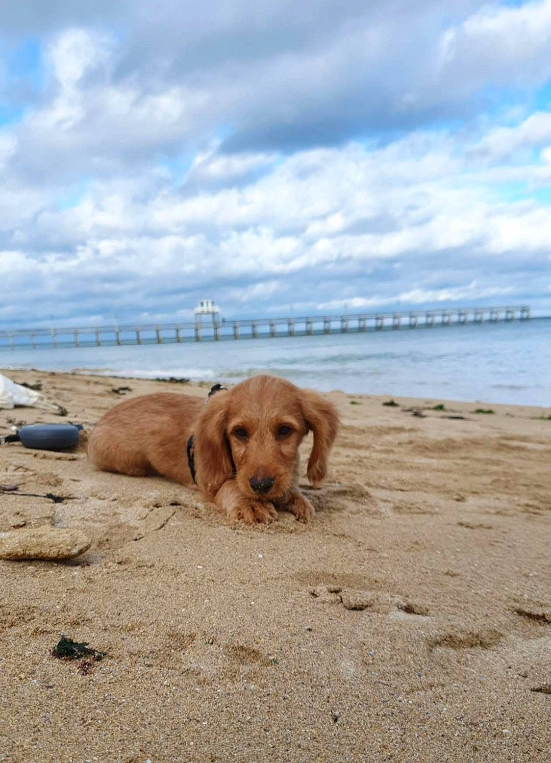 Roucky participe au concours pour gagner de l'argent avec cette photo : basset_fauve_de_bretagne, beach, canidae, carnivore, coast, companion_dog, dog, dog_breed, fawn, golden_retriever, nova_scotia_duck_tolling_retriever, ocean, retriever, sand, sea, sporting_group, vacation, vizsla