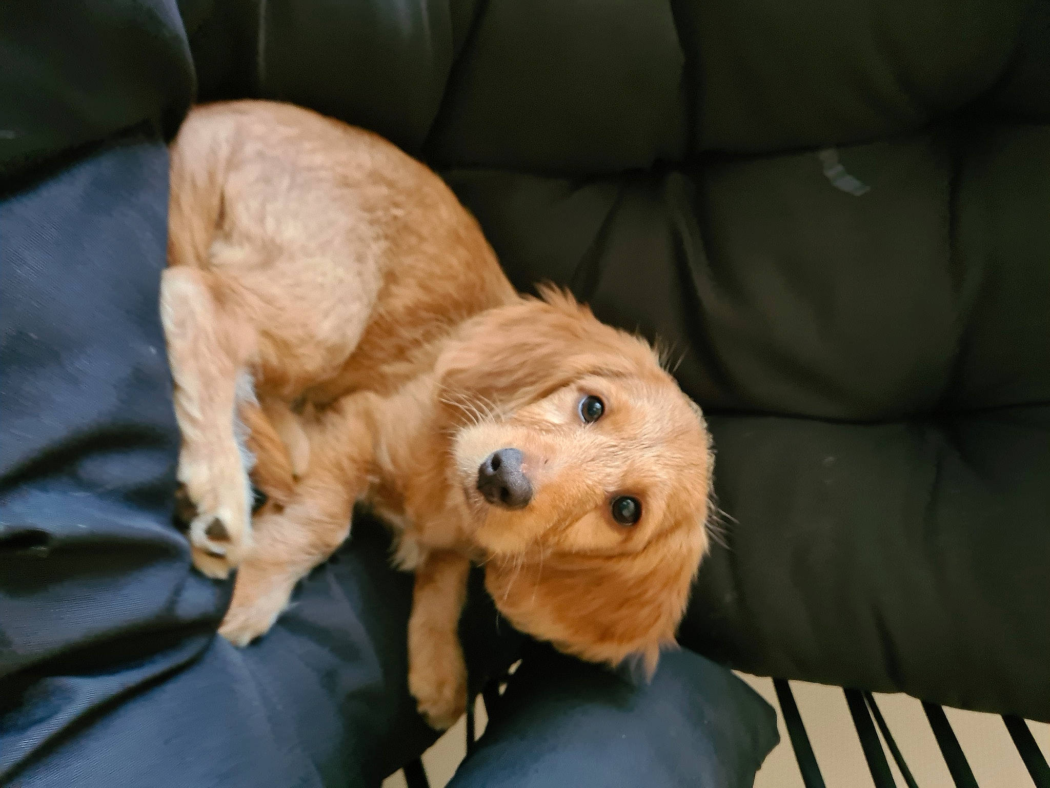 Roucky participe au concours pour gagner de l'argent avec cette photo : american_cocker_spaniel, basset_fauve_de_bretagne, canidae, carnivore, cavapoo, cockapoo, companion_dog, dog, dog_breed, dutch_smoushond, fawn, goldendoodle, mammal, puppy, spaniel, sporting_group, vertebrate