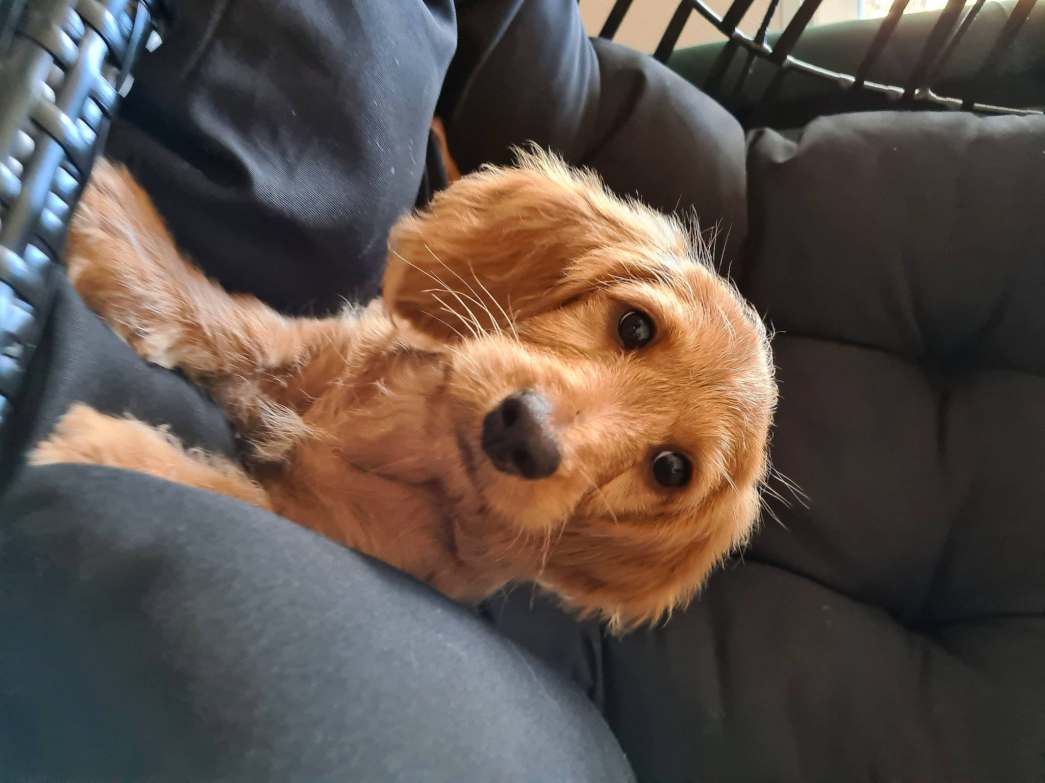 Roucky participe au concours pour gagner de l'argent avec cette photo : american_cocker_spaniel, canidae, carnivore, cavapoo, cockapoo, cocker_spaniel, companion_dog, dog, dog_breed, english_cocker_spaniel, fawn, mammal, puppy, puppy_love, rare_breed_dog, snout, spaniel, sporting_group, vertebrate