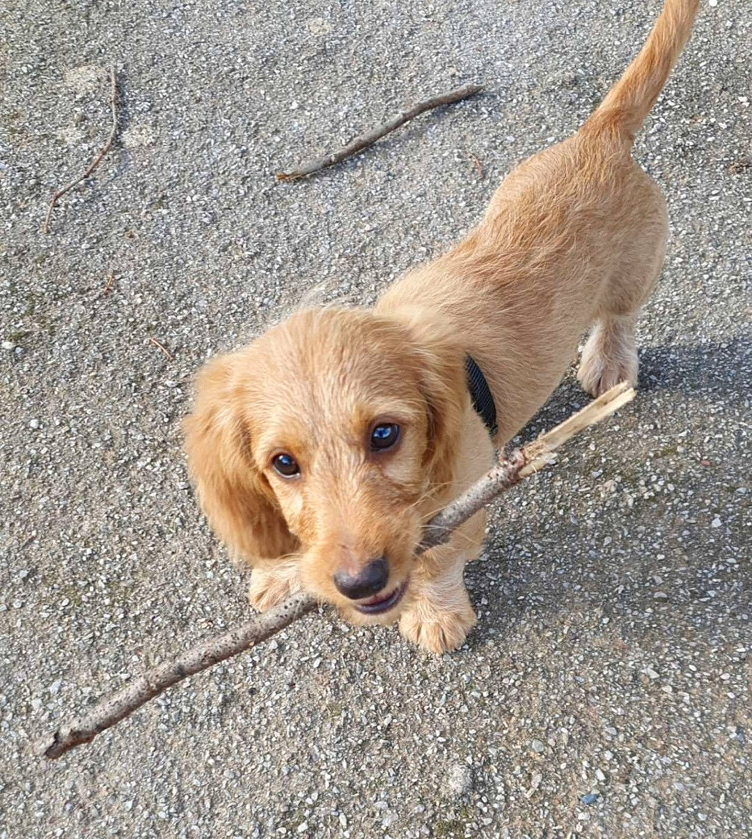 Roucky participe au concours pour gagner de l'argent avec cette photo : basset_fauve_de_bretagne, beagador, canidae, carnivore, companion_dog, dog, dog_breed, fawn, golden_retriever, hound, mammal, puppy, rare_breed_dog, sporting_group, street_dog, styrian_coarse_haired_hound, vertebrate