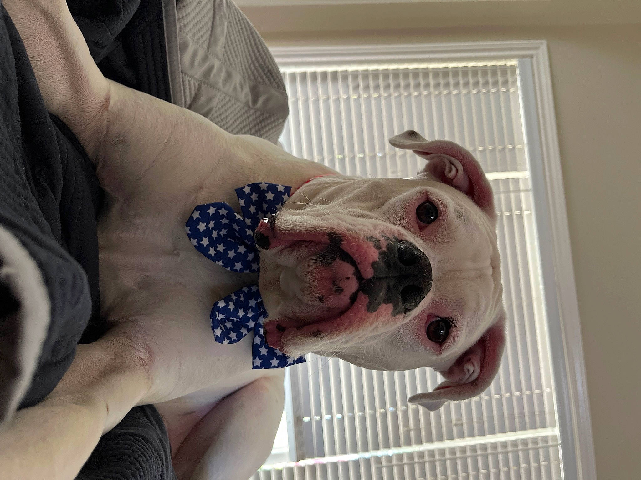 Jaxon joined the competition — help win amazing prizes! bathing, carnivore, chest, comfort, companion_dog, couch, dog, dog_breed, fawn, head, human_leg, nail, pattern, selfie, snout, sporting_group, temporary_tattoo, thigh, trunk, wrist