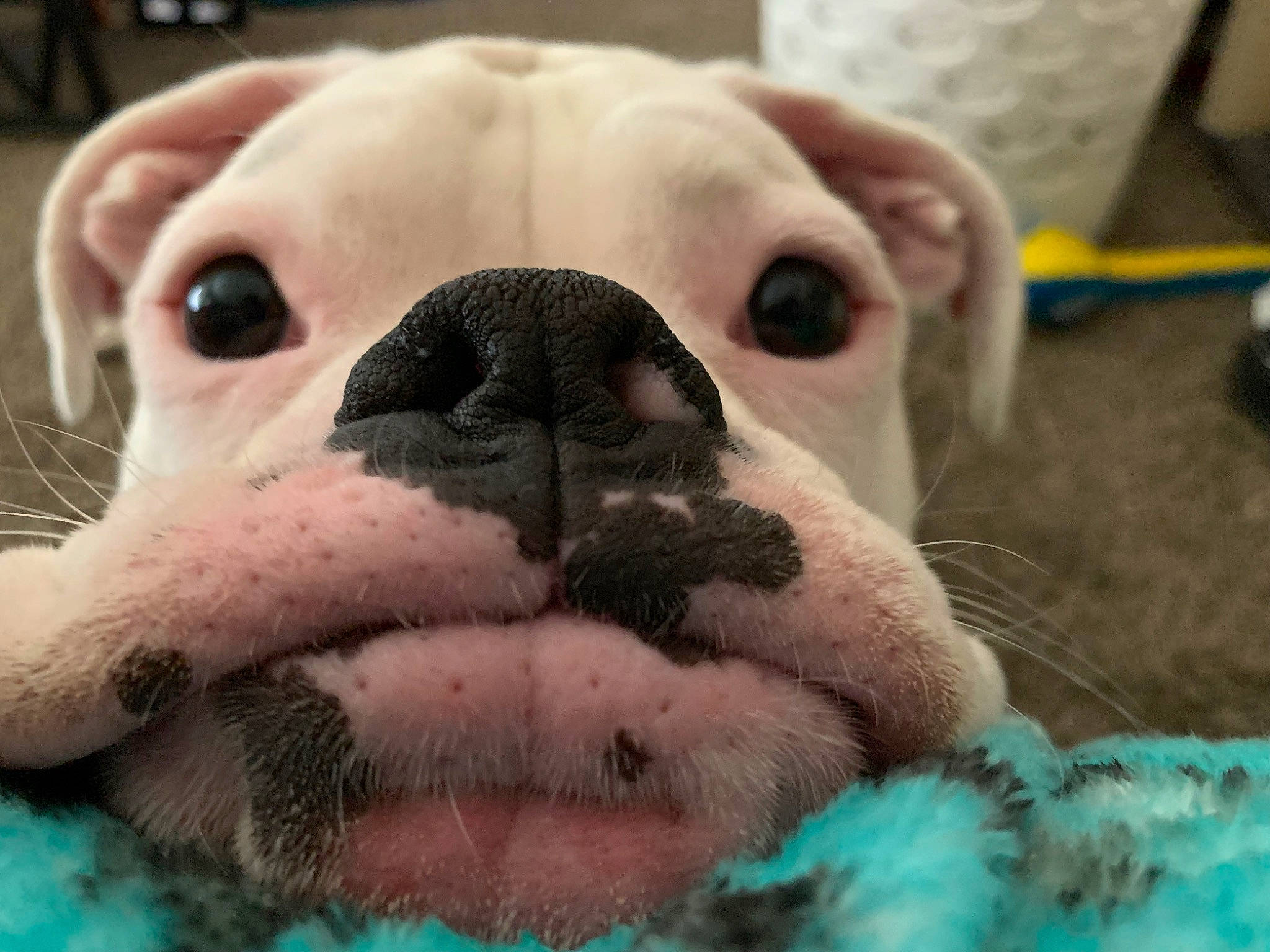 Jaxon is registered to the contest to win money with this photo: bulldog, canidae, carnivore, comfort, companion_dog, dog, dog_breed, ear, fawn, plush, snout, sporting_group, stuffed_toy, terrestrial_animal, textile, toy, toy_dog, whiskers, working_animal, wrinkle