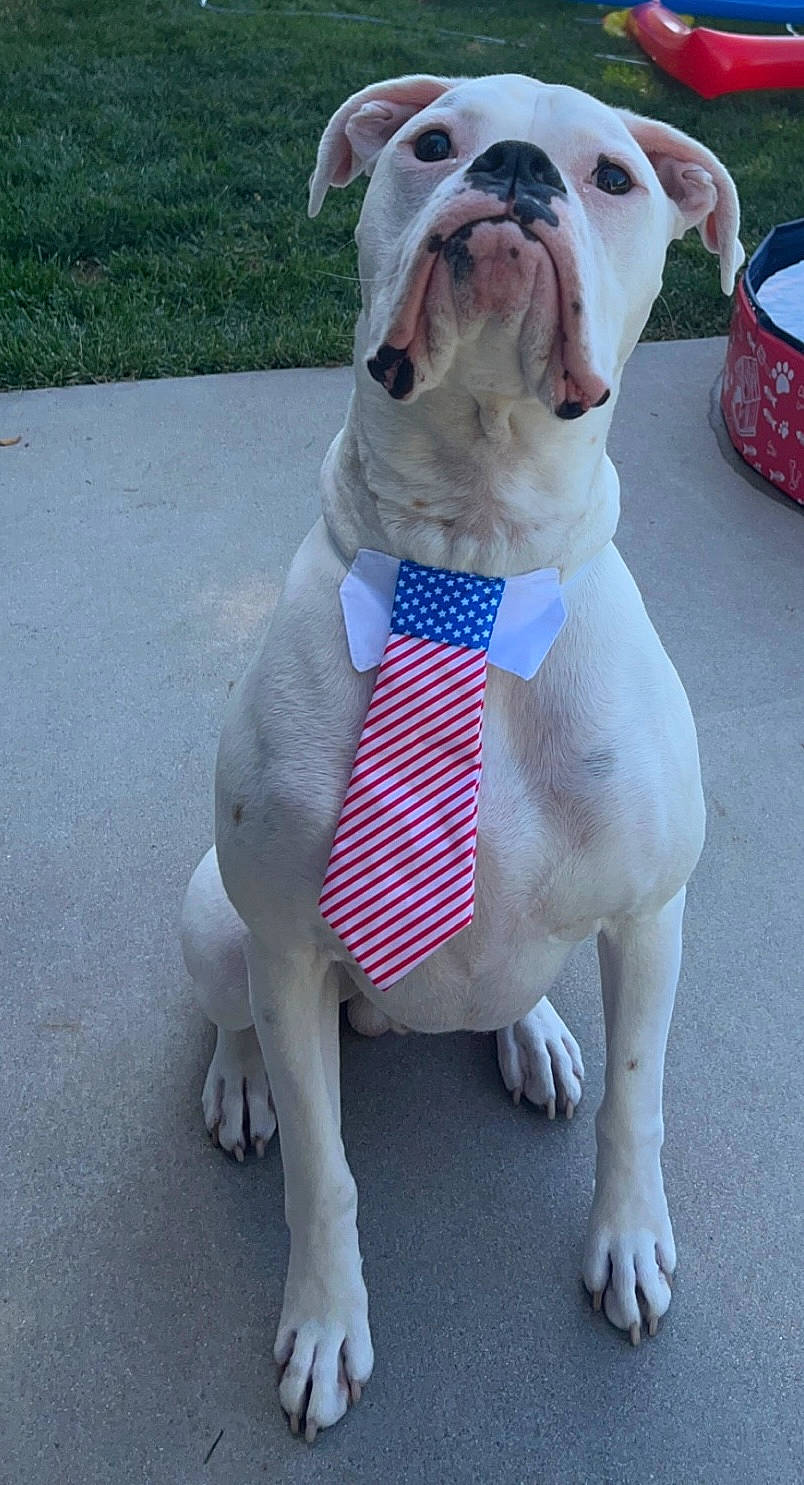 Jaxon is registered to the contest to win money with this photo: bulldog, canidae, carnivore, collar, companion_dog, dog, dog_breed, dog_collar, dog_supply, fawn, leash, non_sporting_group, paw, pet_supply, snout, sporting_group, tableware, tail, toy, working_animal