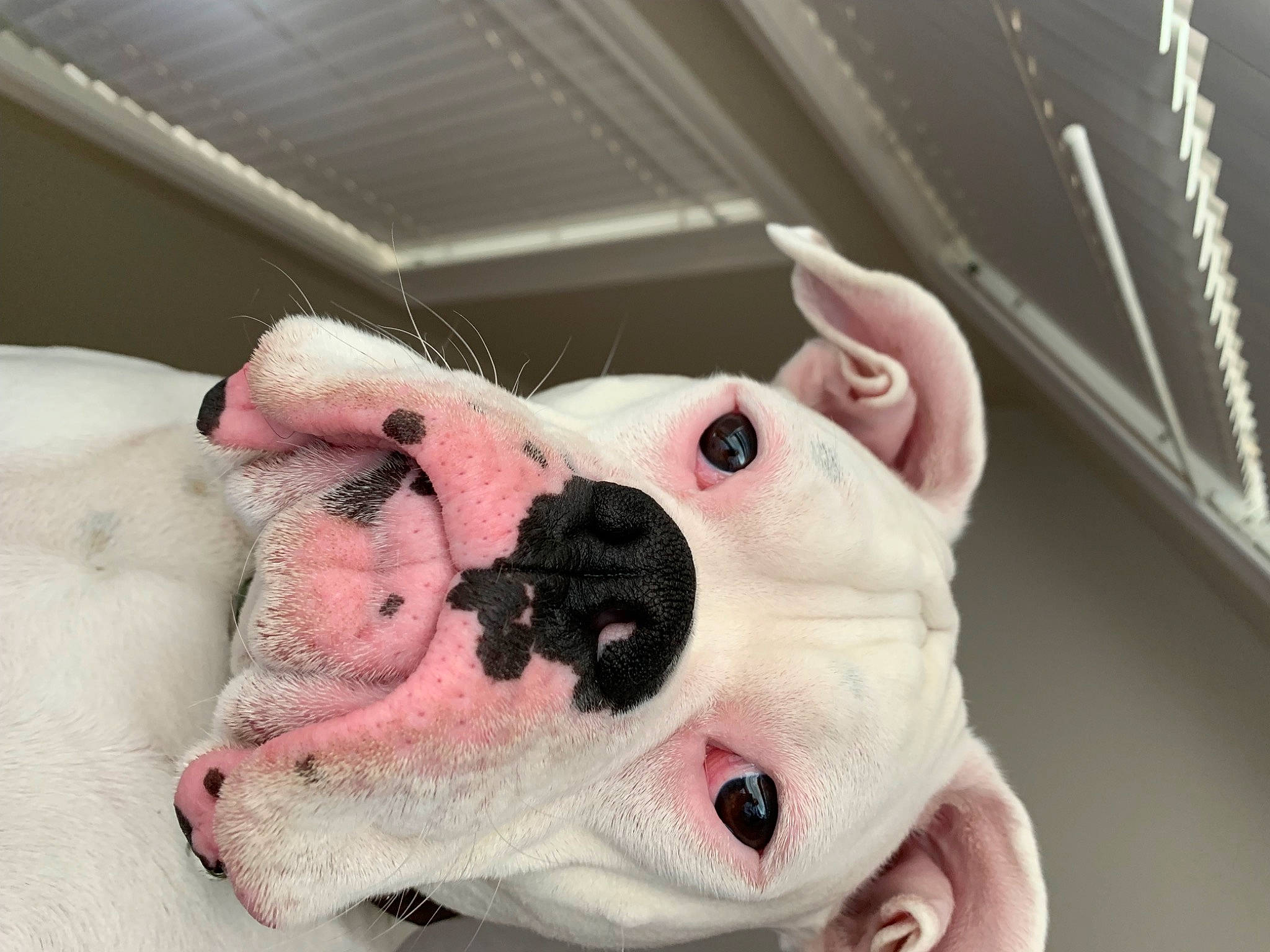 Jaxon joined the competition — help win amazing prizes! carmine, domestic_pig, ear, eye, fawn, flesh, head, jaw, livestock, non_sporting_group, nose, pink, sculpture, snout, suidae, terrestrial_animal, whiskers, working_animal