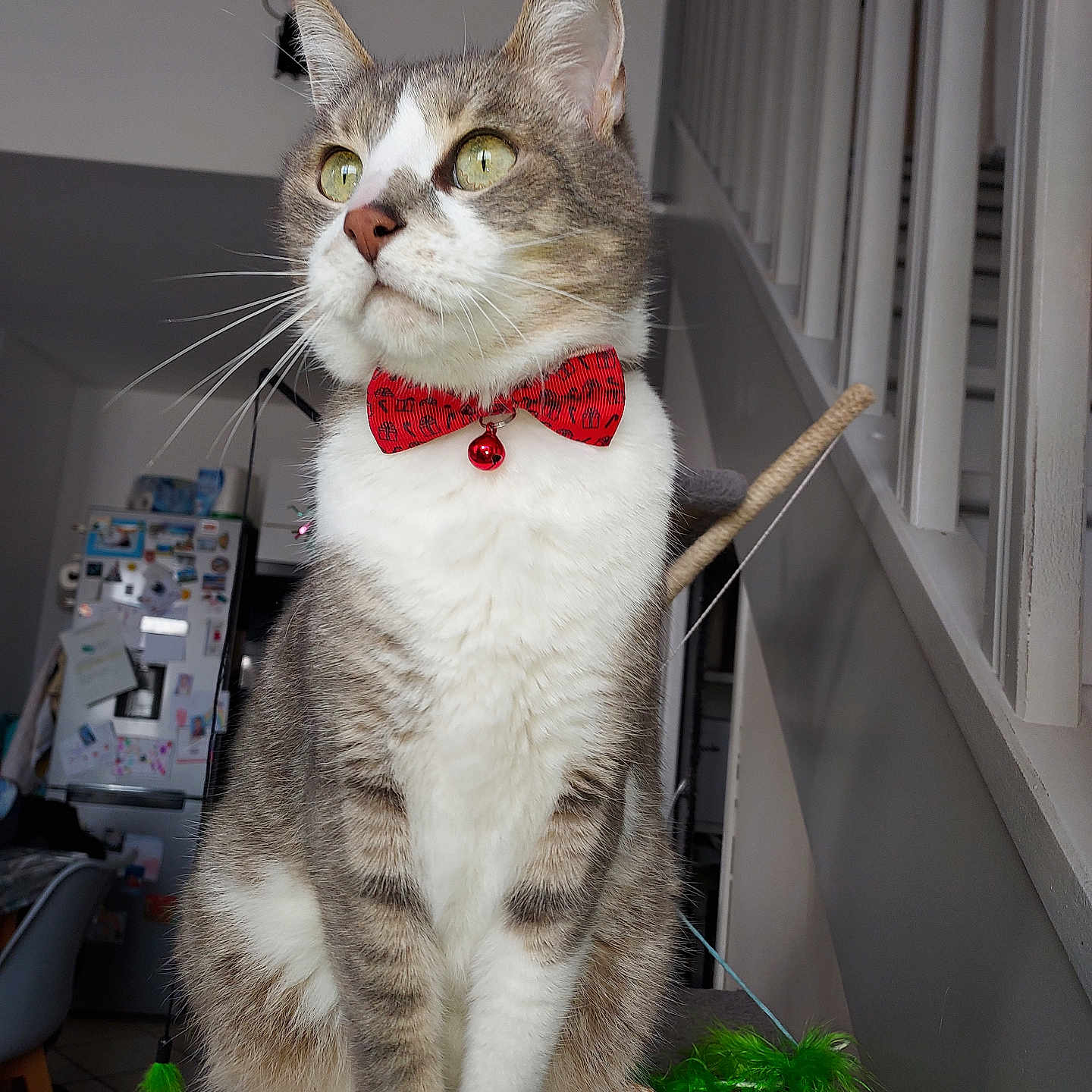 Adriel a rejoint le concours — aidez-le/la à gagner de superbes lots ! bell, bow_tie, carpeted_perch, cat, domestic_cat, feline, furniture, gray_tabby, green_feathers, household, indoor, looking_away, magnet, paw, pet, pet_toy, refrigerator, staircase, whiskers, white_wall