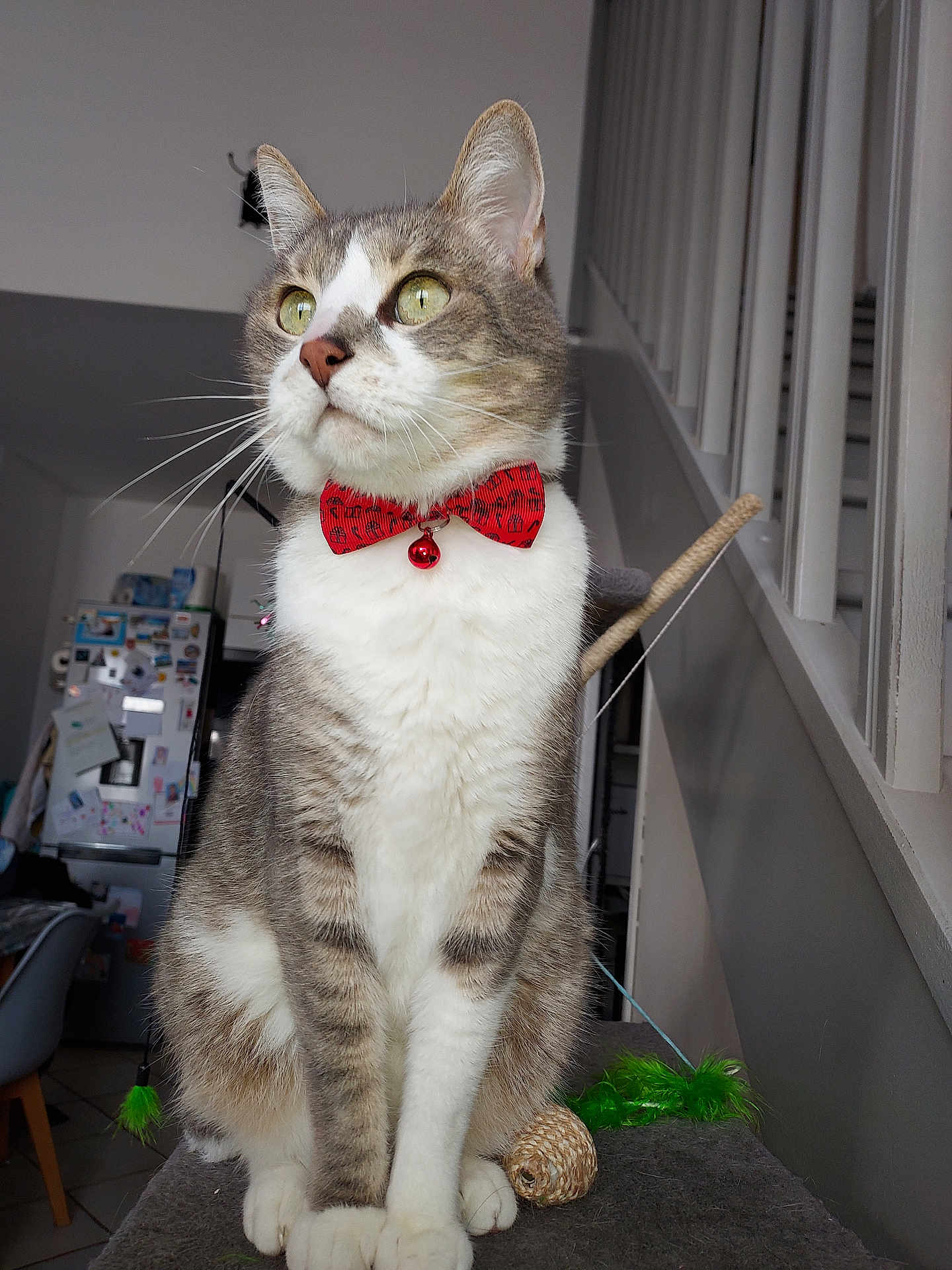 Adriel a rejoint le concours — aidez-le/la à gagner de superbes lots ! cat, bow_tie, indoor, furniture, pet_toy, carpeted_perch, green_feathers, refrigerator, magnet, staircase, white_wall, gray_tabby, whiskers, paw, looking_away, domestic_cat, pet, household, feline, bell