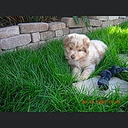 Chewy is registered to the contest to win money with this photo: adorable, animal, backyard, cute, fur, garden, grass, greenery, nature, outdoor, pet, playful, puppy, resting, small_dog, sock, stone_wall, sunlight, toy, young_dog
