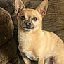 dog, chihuahua, small_dog, pet, canine, alert, ears, brown_couch, indoor, furniture, animal, sitting, cute, companion, domestic_animal, fur, face, paw, closeup, home