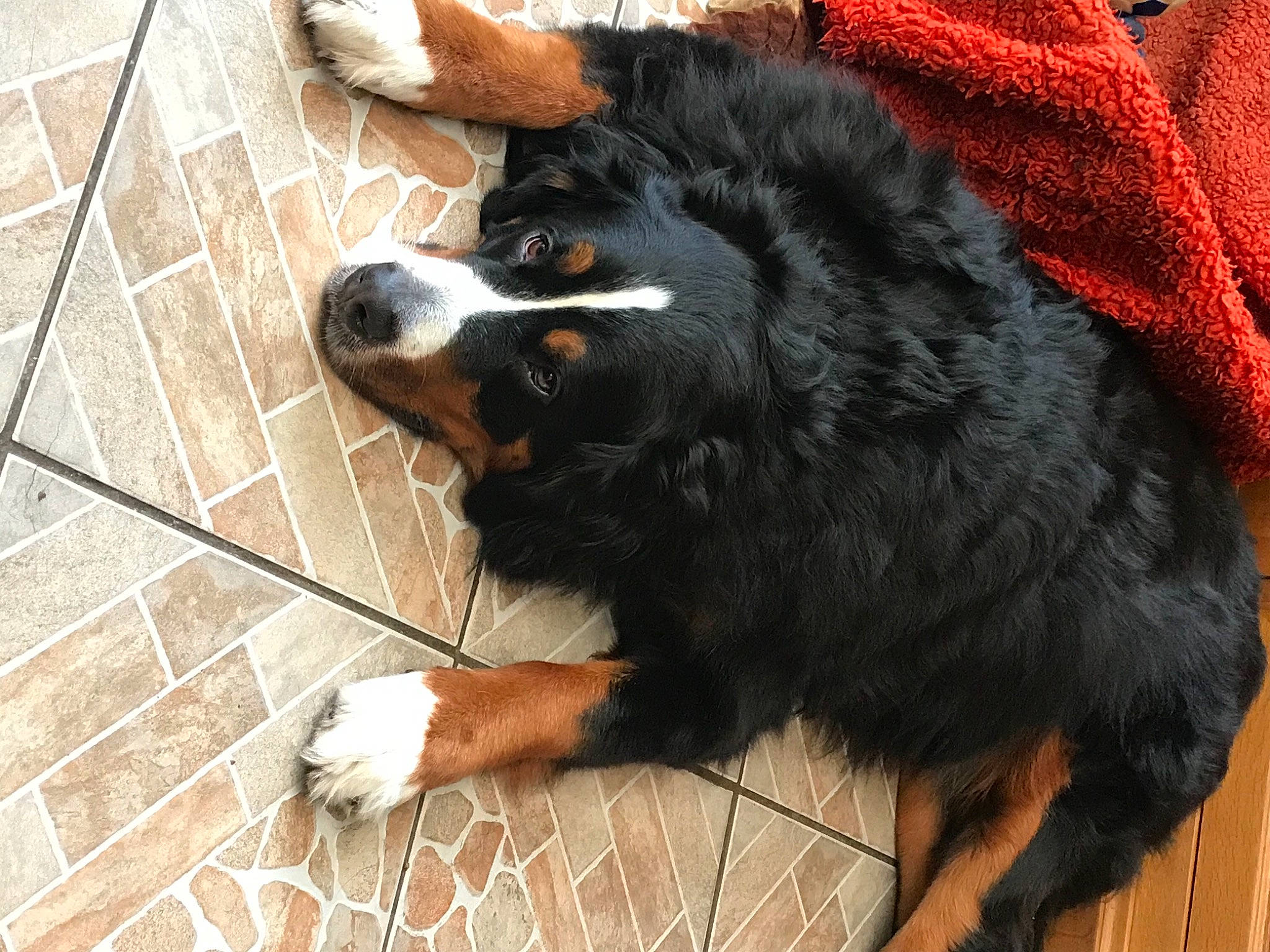 Noz a rejoint le concours — aidez-le/la à gagner de superbes lots ! canidae, carnivore, claw, companion_dog, dog, dog_breed, flooring, fur, herding_dog, paw, snout, sporting_group, tail, terrestrial_animal, vertebrate, whiskers, working_animal, working_dog