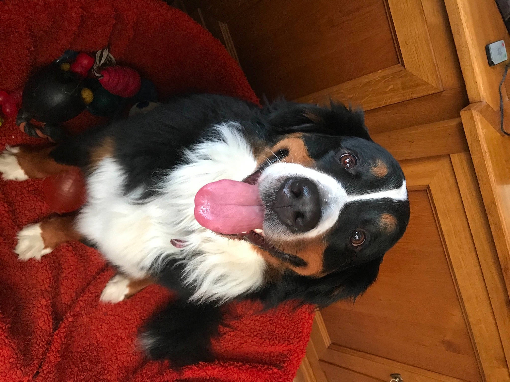 Noz participe au concours pour gagner de l'argent avec cette photo : bernese_mountain_dog, cabinetry, canidae, carnivore, cavalier_king_charles_spaniel, collar, companion_dog, dog, dog_breed, dog_supply, fur, hardwood, non_sporting_group, snout, sporting_group, tail, whiskers, wood, working_animal, working_dog