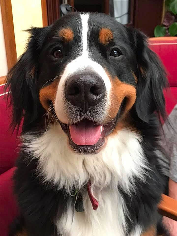 Noz a rejoint le concours — aidez-le/la à gagner de superbes lots ! bernese_mountain_dog, canidae, carnivore, collar, companion_dog, couch, dog, dog_breed, dog_collar, fur, iris, mammal, pet_supply, snout, sporting_group, tongue, vertebrate, whiskers, working_animal, working_dog