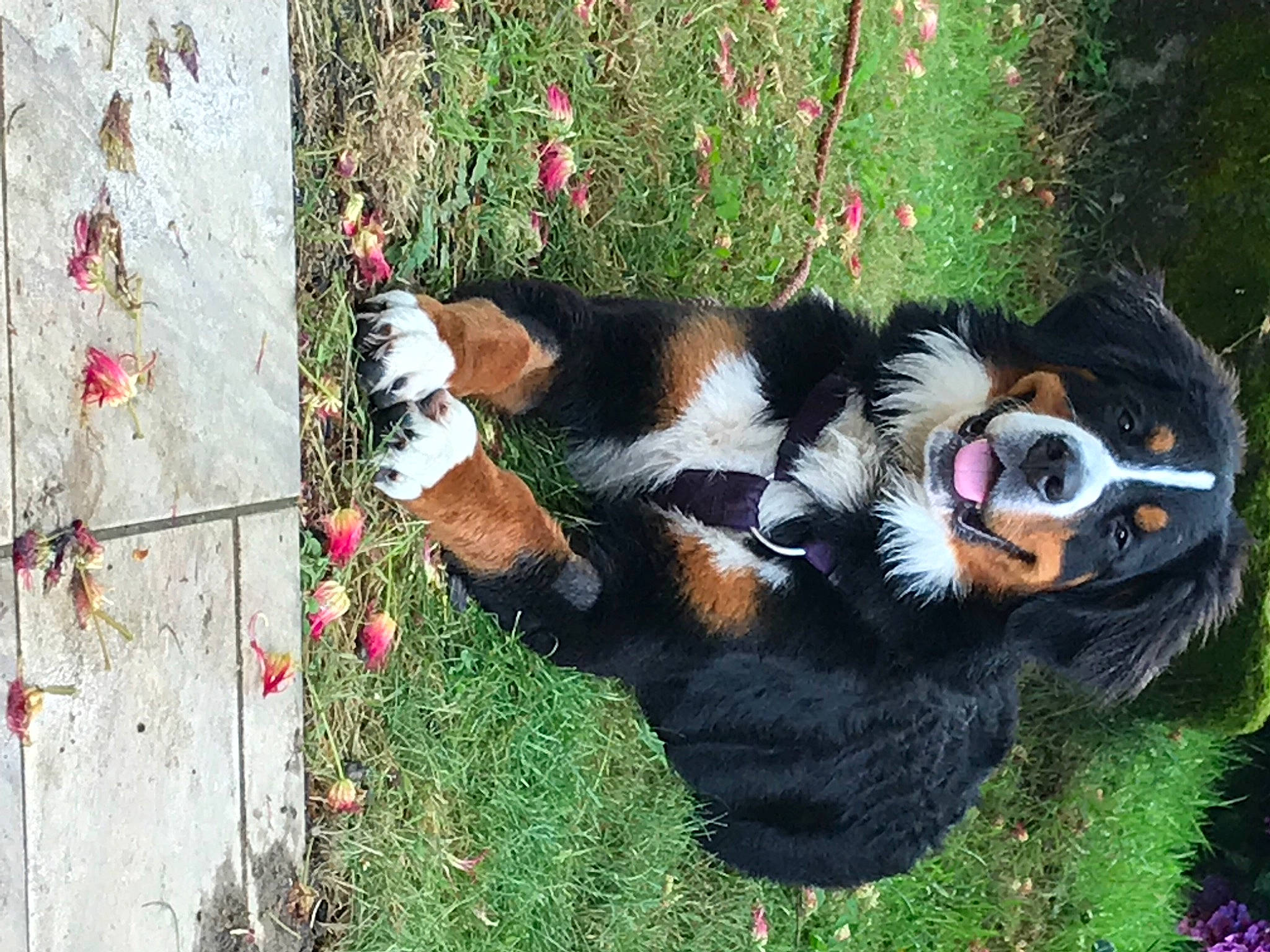 Noz a rejoint le concours — aidez-le/la à gagner de superbes lots ! art, canidae, carnivore, companion_dog, dog, dog_breed, flower, fur, grass, groundcover, leaf, mammal, organism, plant, sporting_group, spring, tail, terrestrial_animal, toy, tree