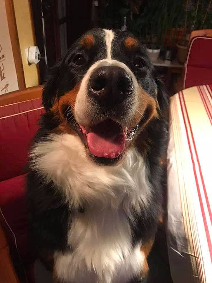 Noz participe au concours pour gagner de l'argent avec cette photo : bernese_mountain_dog, brown, canidae, carnivore, companion_dog, couch, dog, dog_breed, fur, guard_dog, home_accessories, iris, liver, living_room, snout, sporting_group, tongue, whiskers, working_animal, working_dog