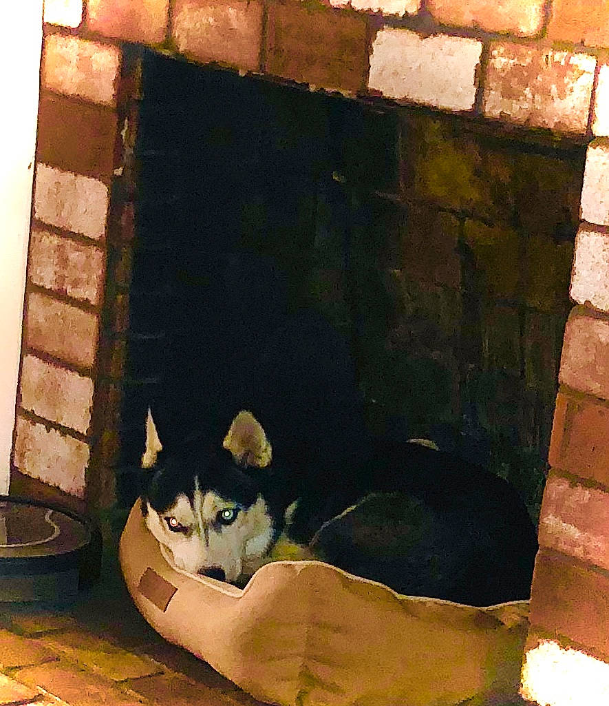 Aspen joined the competition — help win amazing prizes! art, brick, brickwork, brown, carnivore, cat, domestic_short_haired_cat, door, felidae, flooring, house, rectangle, small_to_medium_sized_cats, snout, tail, tints_and_shades, visual_arts, whiskers, window, wood