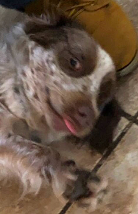 Asher joined the competition — help win amazing prizes! canidae, carnivore, companion_dog, dog, dog_breed, dog_crate, ear, eyelash, fang, fawn, fur, liver, puppy_love, snout, spaniel, sporting_group, terrestrial_animal, toy_dog, whiskers, working_animal