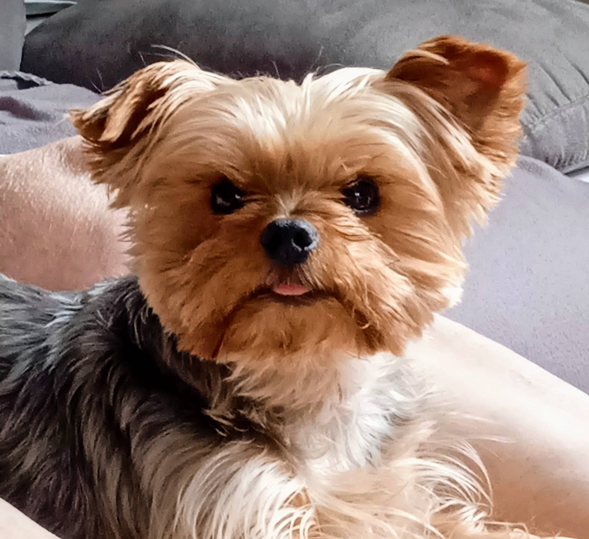 Océa a rejoint le concours — aidez-le/la à gagner de superbes lots ! biewer_terrier, canidae, carnivore, companion_dog, dog, dog_breed, dog_supply, ear, fashion_accessory, fawn, fur, liver, maltepoo, pet_supply, snout, sporting_group, terrestrial_animal, toy_dog, working_animal, yorkipoo