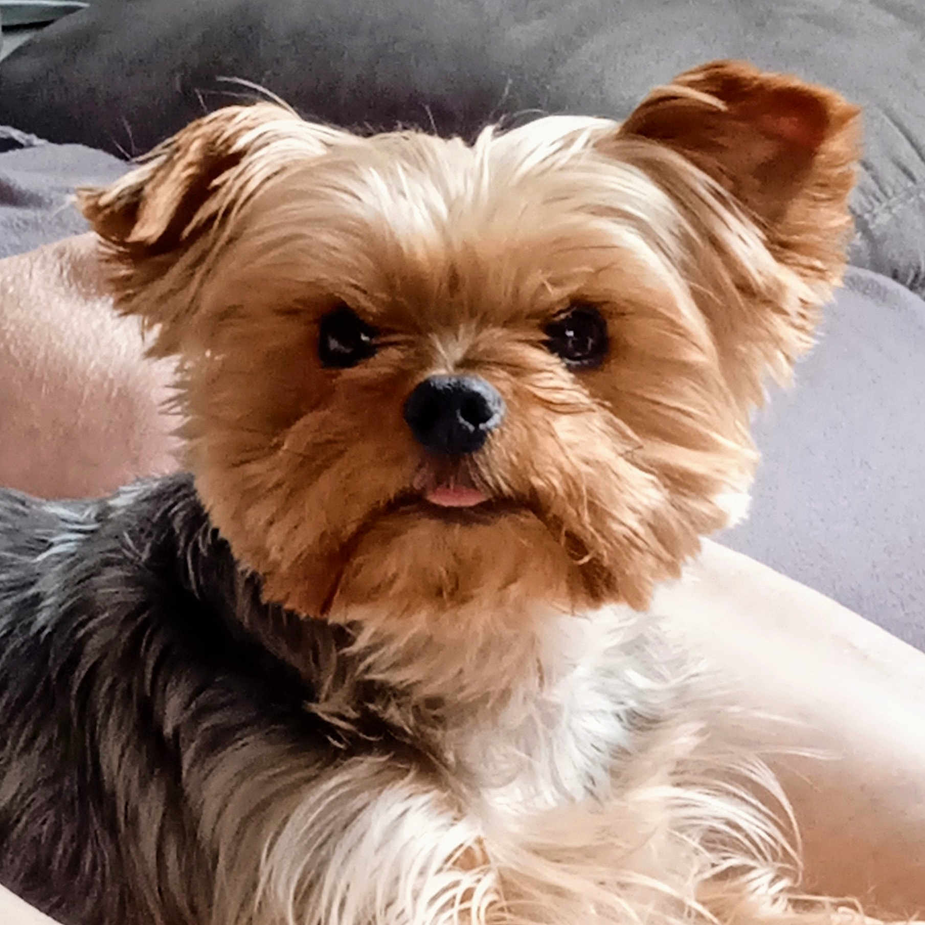 Océa