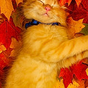 Garfield joined the competition — help win amazing prizes! kitten, cat, sleeping, orange_cat, autumn, fall_leaves, leaves, nature, cute, fluffy, collar, pet, animal, closeup, relaxing, cozy, outdoor, seasonal, soft, peaceful