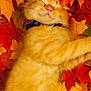 kitten, cat, sleeping, orange_cat, autumn, fall_leaves, leaves, nature, cute, fluffy, collar, pet, animal, closeup, relaxing, cozy, outdoor, seasonal, soft, peaceful