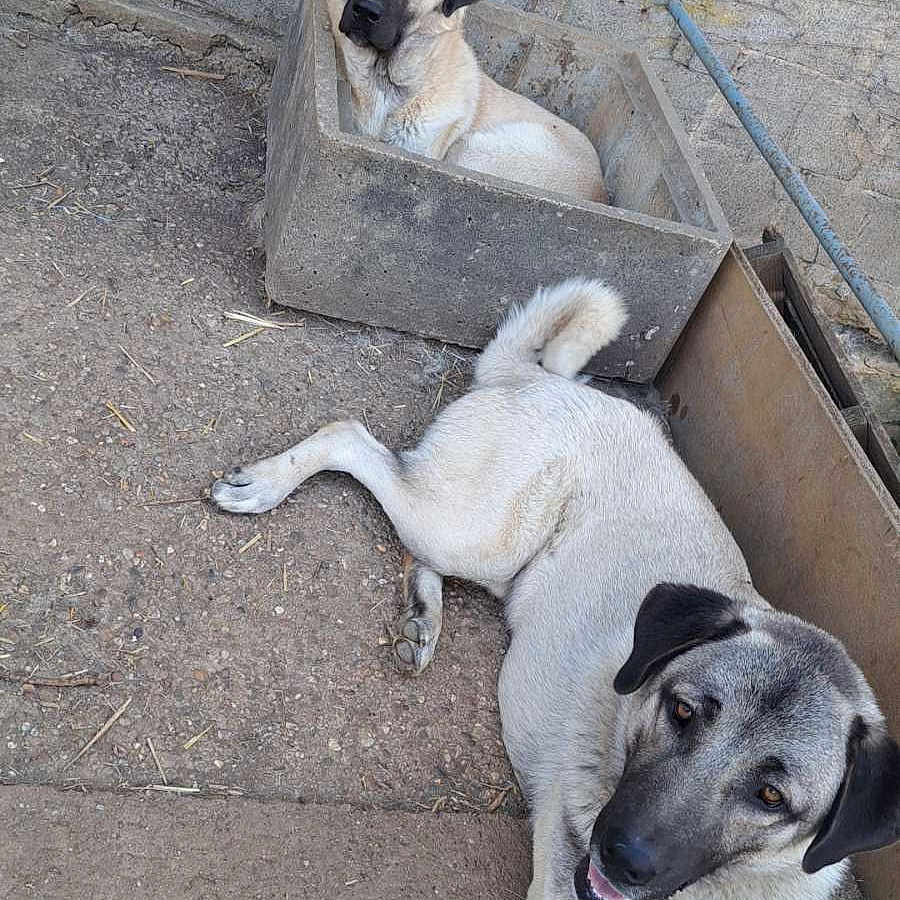 Hades Et Tanos participe au concours pour gagner de l'argent avec cette photo : animal, box, canine, concrete, curious, daylight, dog, earthy, fence, fur, large_dog, outdoor, pavement, pet, relaxed, resting, snout, step, tail, wall