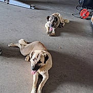 Hades Et Tanos participe au concours pour gagner de l'argent avec cette photo : animal, black_ears, canine, companions, concrete, dog, equipment, floor, garage, indoor, laying_down, panting, pet, relaxed, resting, tan_dog, tongue_out, toolbox, two_dogs, workshop