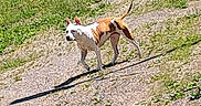 On Duty a rejoint le concours — aidez-le/la à gagner de superbes lots ! animal, brown, canine, daytime, dog, ears, fence, grass, gravel, nature, outdoor, pet, quiet, rural, rustic, shadow, standing, sunlight, tail, white