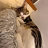 Cosmo a rejoint le concours — aidez-le/la à gagner de superbes lots ! cat, tabby, sleeping, cozy, fluffy_cushion, indoor, fur, pet, whiskers, paw, relaxation, resting, cute, animal, mammal, domestic, feline, closeup, texture, wood