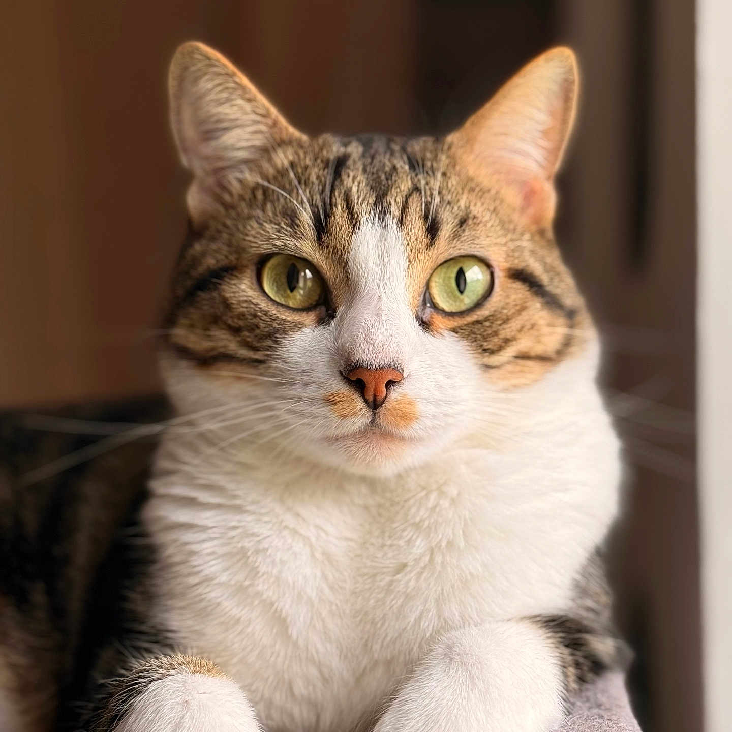 Cosmo participe au concours pour gagner de l'argent avec cette photo : cat, tabby, green_eyes, white_chest, close_up, pet, feline, indoor, soft_light, portrait, whiskers, ears, paws, fur, animal, cute, relaxed, looking_at_camera, cozy, resting