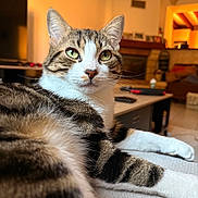 Cosmo participe au concours pour gagner de l'argent avec cette photo : cat, tabby, pet, indoor, living_room, furniture, couch, cozy, fur, relaxed, whiskers, eyes, portrait, animal, domestic, mammal, household, resting, closeup, warm_lighting