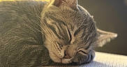 Sookie participe au concours pour gagner de l'argent avec cette photo : cat, sleeping, gray_tabby, fur, close_up, pet, animal, indoor, cozy, relaxed, whiskers, ear, face, texture, soft_light, napping, resting, cute, peaceful, feline