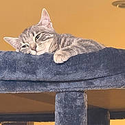 Sookie a rejoint le concours — aidez-le/la à gagner de superbes lots ! cat, tabby, gray_cat, cat_tree, indoor, pet, feline, relaxed, sleepy, plush, fur, animal, resting, cozy, cute, ears, whiskers, paw, household, comfortable