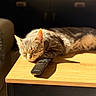 Sookie a rejoint le concours — aidez-le/la à gagner de superbes lots ! cat, tabby_cat, sleeping, remote_control, wooden_table, sunlight, shadow, indoor, furniture, relaxation, pet, domestic_animal, cozy, resting, warm_light, peaceful, close_up, household_item, living_room, quiet