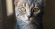 Sookie participe au concours pour gagner de l'argent avec cette photo : animal, calm, cat, close_up, curious, domestic_cat, ears, face, feline, golden_eyes, gray_fur, indoor, pet, portrait, sitting, soft_light, striped, tabby, whiskers, window_light