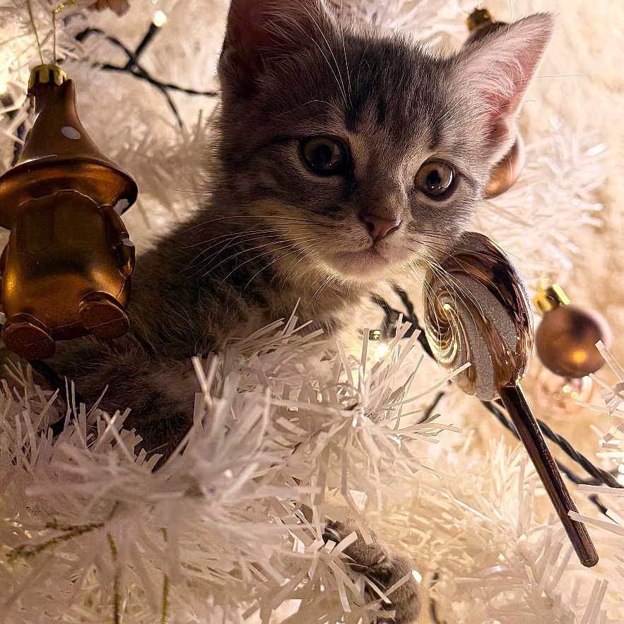Sookie participe au concours pour gagner de l'argent avec cette photo : kitten, cat, christmas_tree, white_tree, ornaments, golden_ornaments, holiday, festive, lights, fairy_lights, cute, curious, pet, animal, indoor, decoration, closeup, feline, christmas, celebration