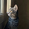 Sookie participe au concours pour gagner de l'argent avec cette photo : animal, cat, closeup, curious, domestic_cat, feline, fur, golden_eyes, indoor, looking_out, pet, portrait, profile_view, quiet, shadow, sitting, soft_light, tabby_cat, whiskers, window