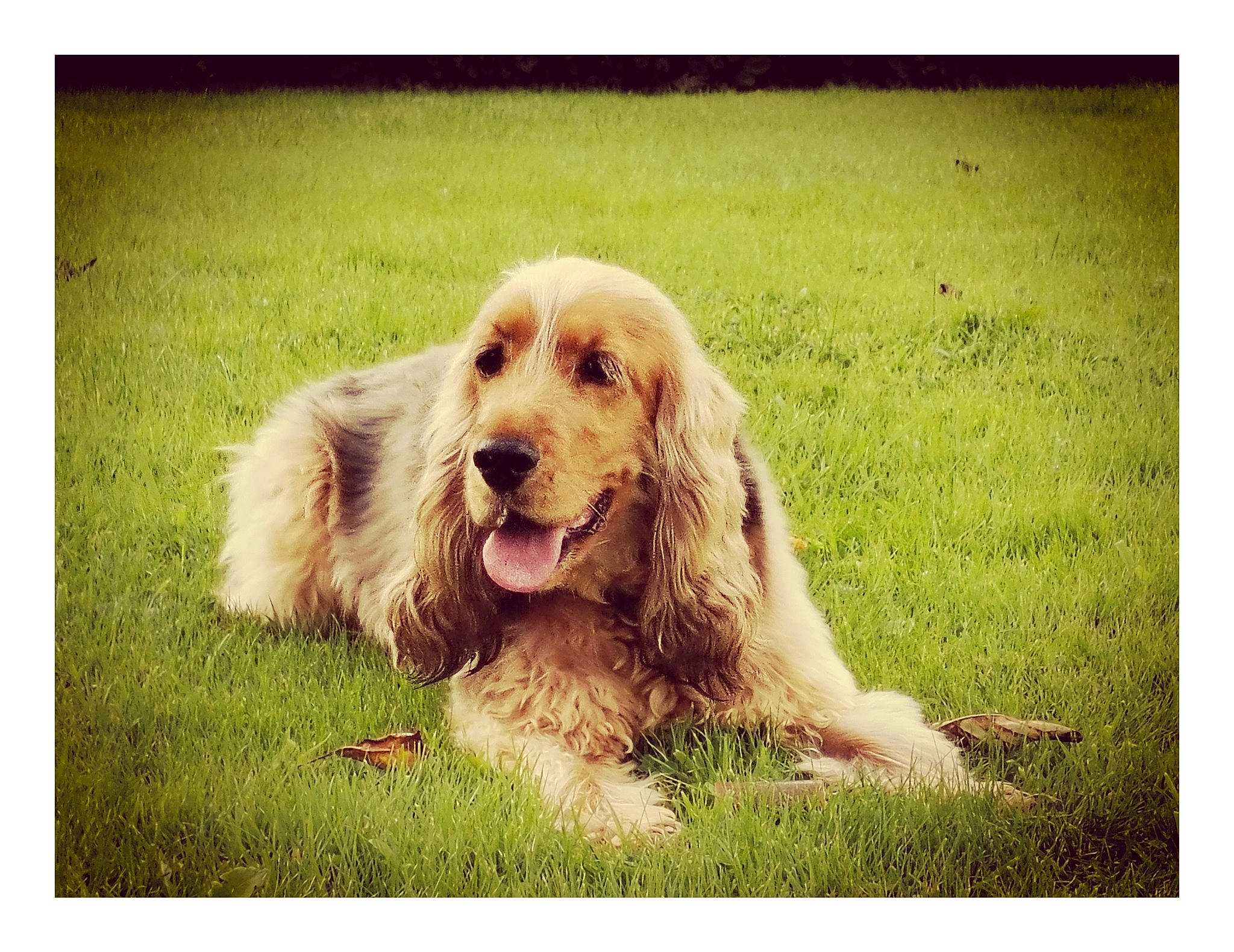 Molly a rejoint le concours — aidez-le/la à gagner de superbes lots ! canidae, carnivore, cocker_spaniel, companion_dog, dog, dog_breed, fur, grass, grassland, gun_dog, happy, hunting_dog, liver, people_in_nature, rectangle, retriever, smile, spaniel, sporting_group, working_animal